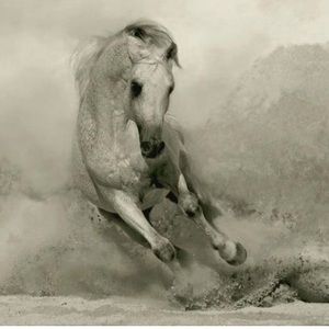 Meet your Posher, Sofia